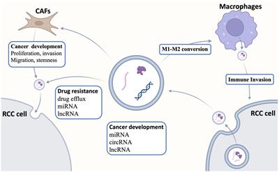 Advances in the research of exosomes in renal cell carcinoma: from mechanisms to applications